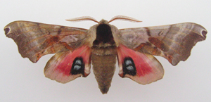 Sphingidae